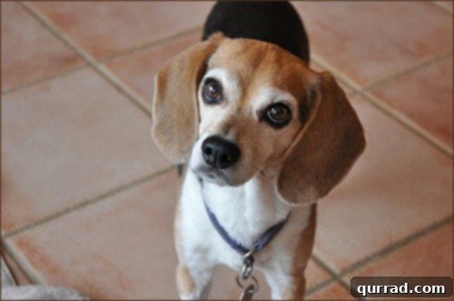 Closing Chapters 2 Ebi, a beloved Beagle, captured in a serene moment