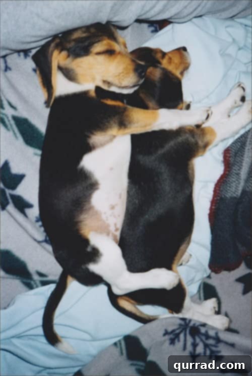 Closing Chapters 3 Ebi and Ginger, 'the girls', together as puppies