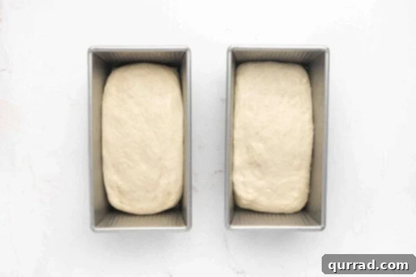 uncooked sandwich bread dough loaves in loaf pans