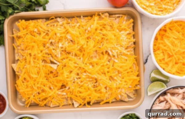 Loaded Chicken Nachos 3 Shredded cheese sprinkled on tortilla chips on a baking sheet