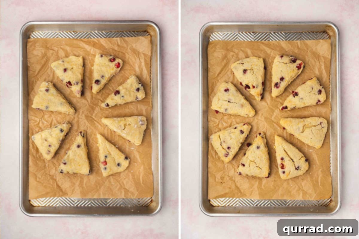 Cranberry Citrus Scones 11 8 unglazed cranberry orange scones baked on sheet tray